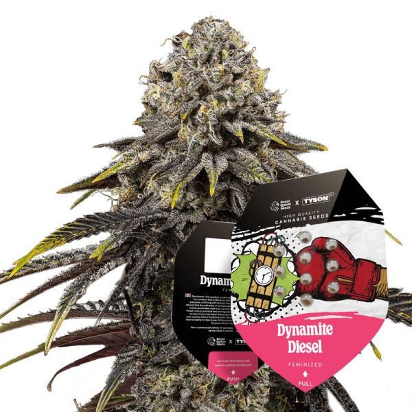 Dynamite Diesel Cannabis Saatgut