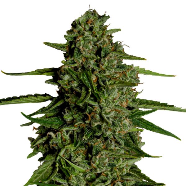 Medusa F1-Hybrid autoflowering Royal Queen Seeds