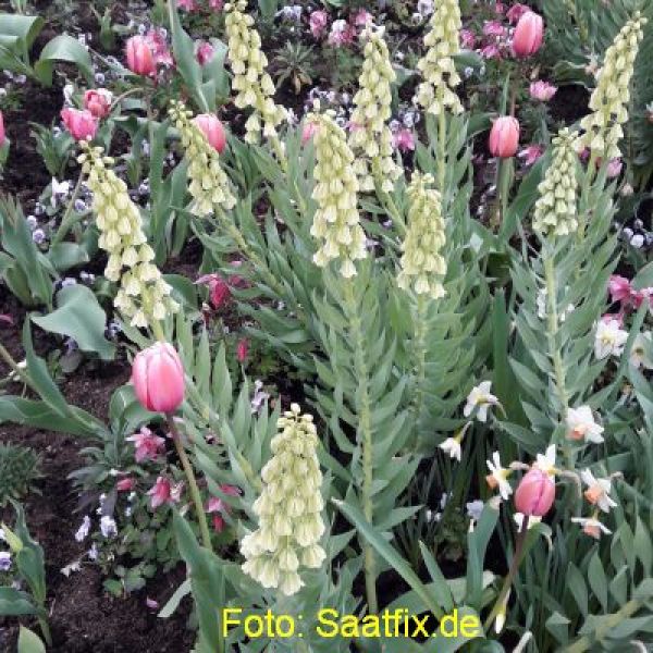 Fritillaria persica Ivory Bells