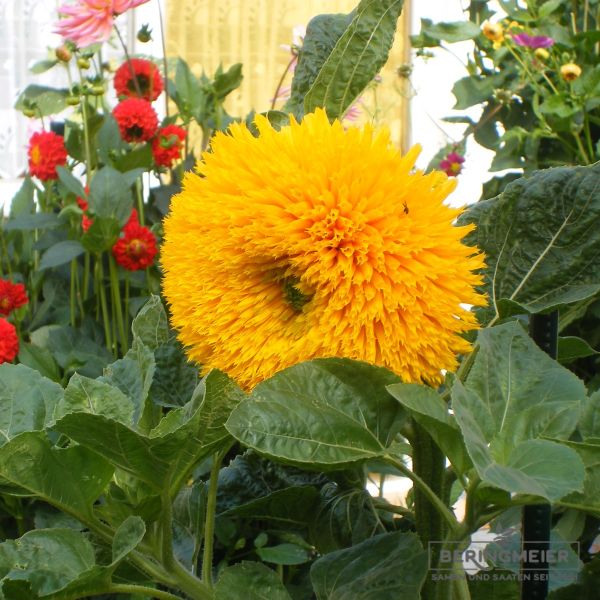 Helianthus annuus Hohe Sonnengold 1