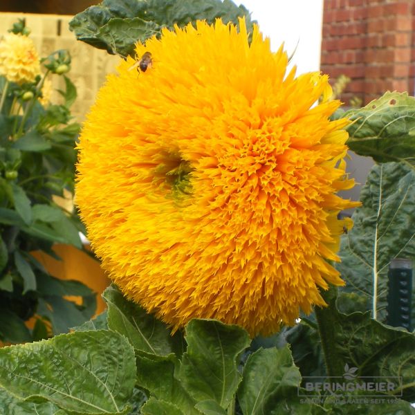Helianthus annuus Hohe Sonnengold 2