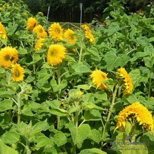 Helianthus annuus Hohe Sonnengold 3