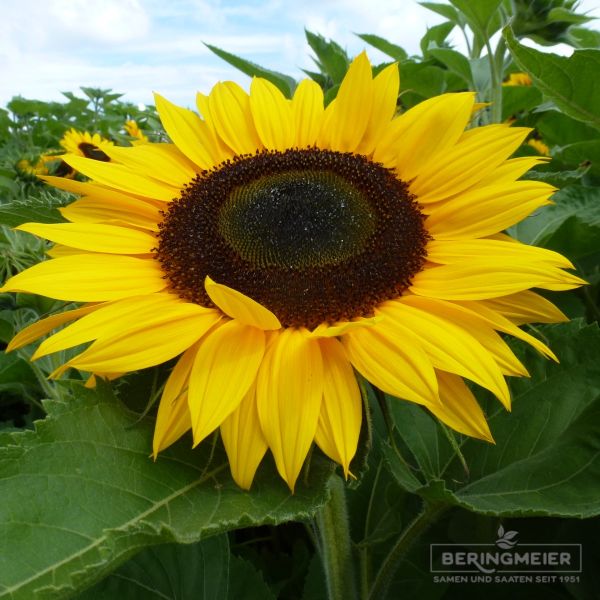 Helianthus annuus Sonja 1
