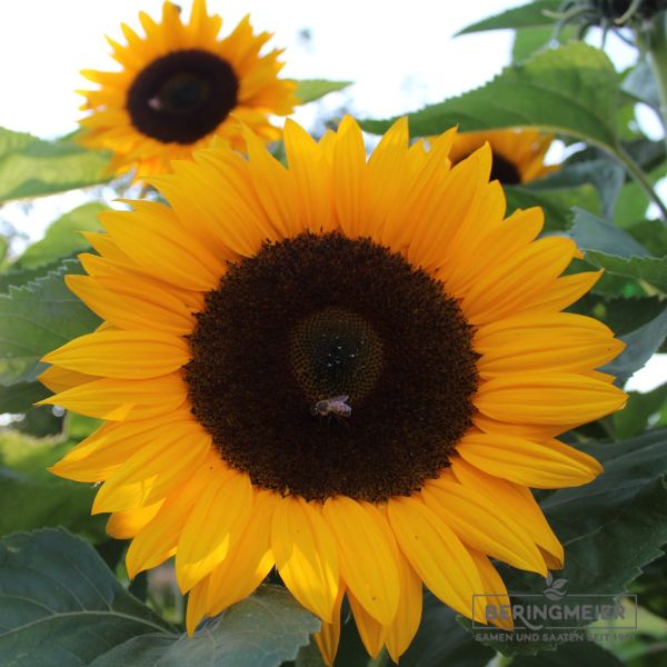 Helianthus annuus Sonja 2