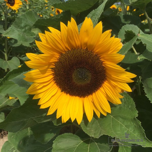 Helianthus annuus Sunrich Orange 1