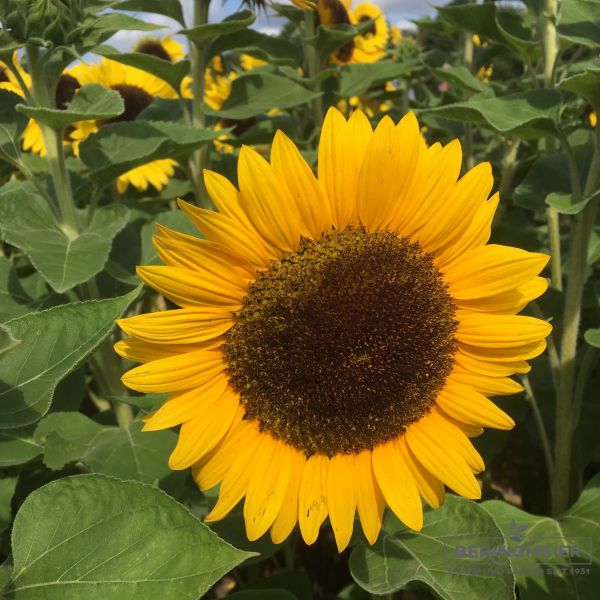 Helianthus annuus Sunrich Orange 2