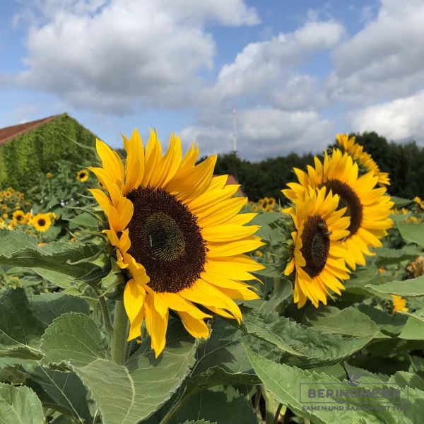 Helianthus annuus Sunrich Orange 3