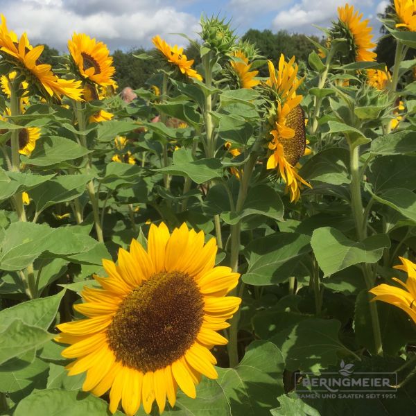Helianthus annuus Sunrich Orange 4