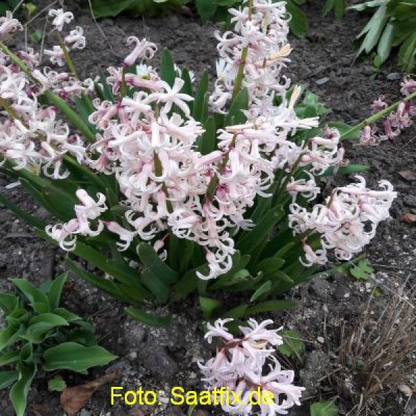 Hyacinthoides hispanica Rose Queen 3