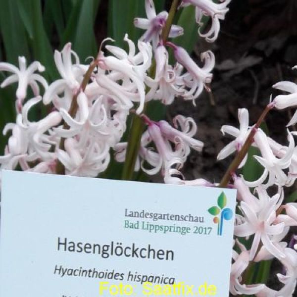 Hyacinthoides hispanica Rose Queen 1