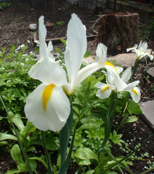 Iris White Excelsior