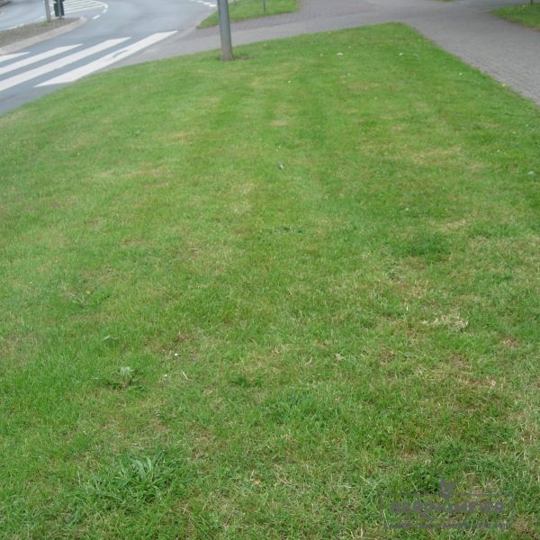 Landschaftsrasen - Trockenlagen