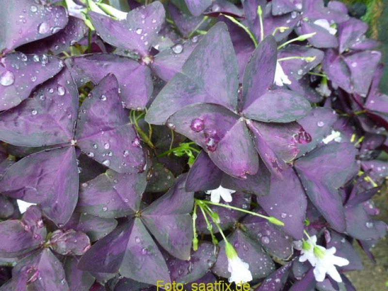 Oxalis Sauerklee-Spezies triangularis Mijke