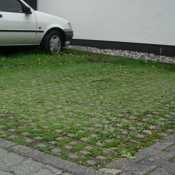 Parkplatzrasen mit Achillea millefolium