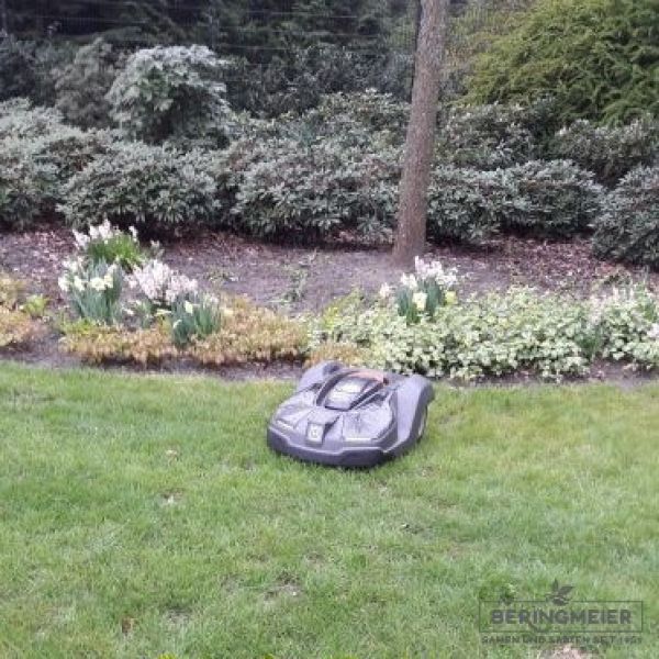 Rasenmischung für Mähroboter