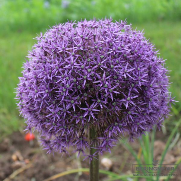 Allium Globemaster 1