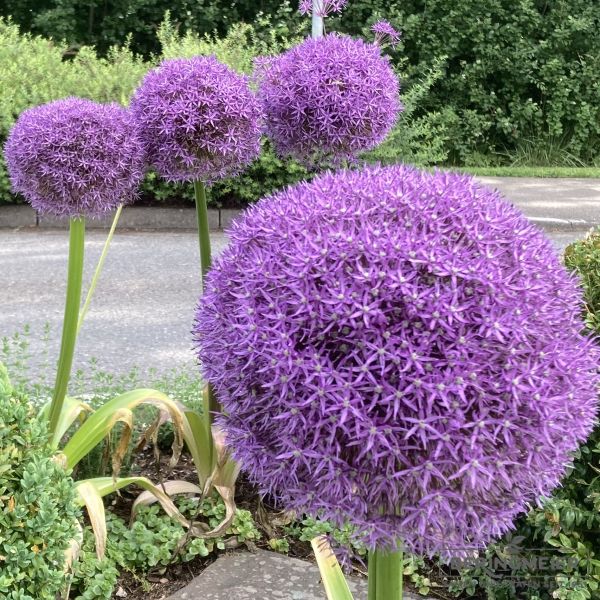 Allium Globemaster 2
