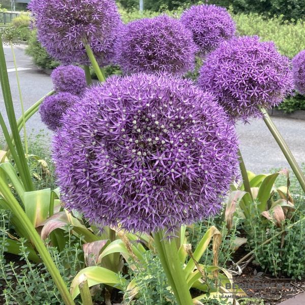 Allium Globemaster 3