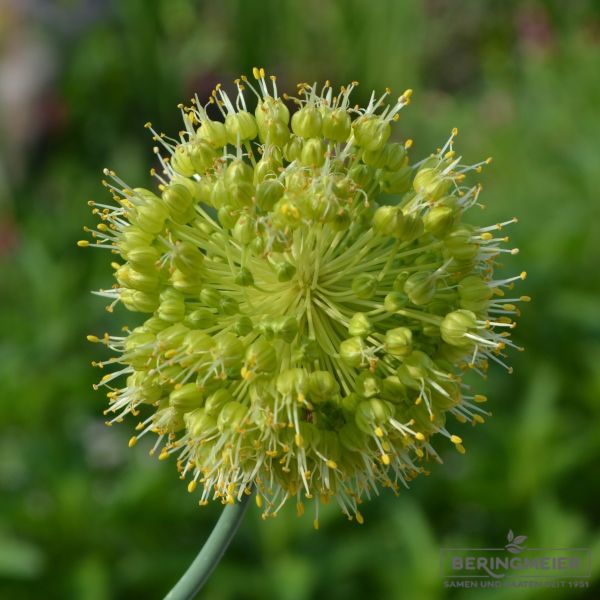 Allium obliquum