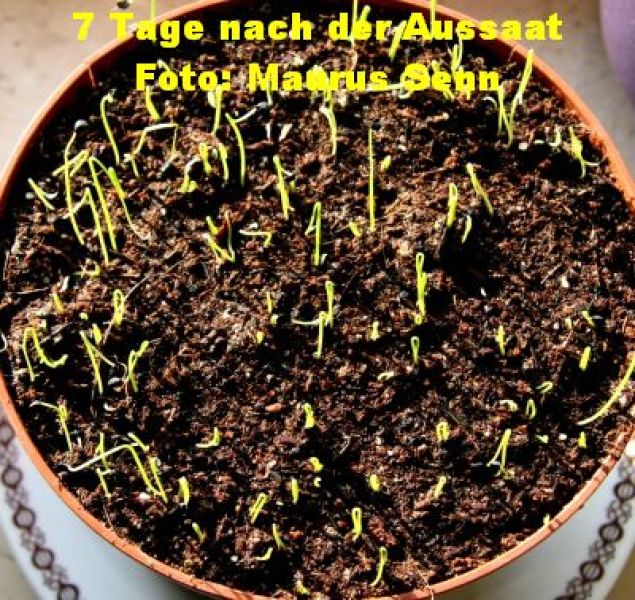 Zwiebelkraut Freddy grünes