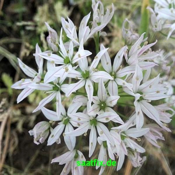 Allium tuberosum (Chinesischer Schnitt-Knoblauch)