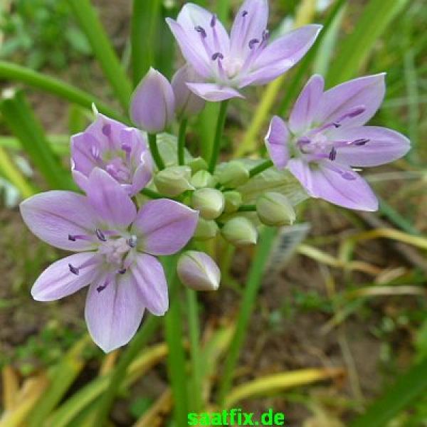Allium unifolium 2