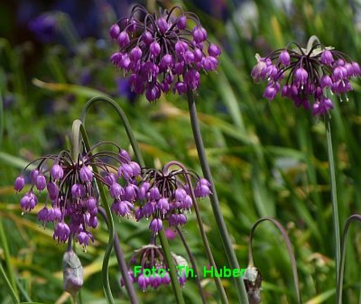 Allium cernuum