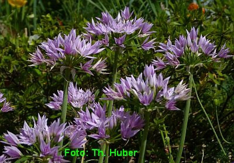 Allium Eros
