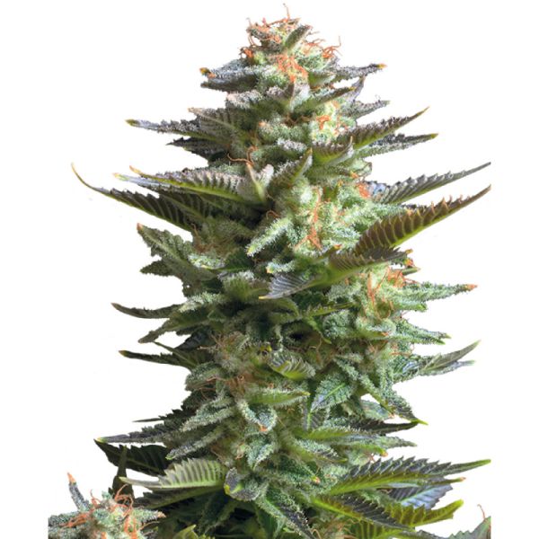 Amnesia Haze feminisiert Royal Queen Seeds