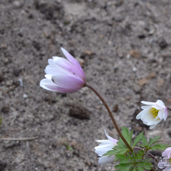 Anemonen blanda Pink Star