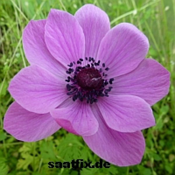Anemonen coronaria De Caen Sylphide
