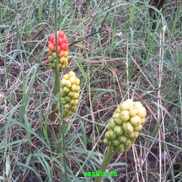 Arum Aronstab italicum 1