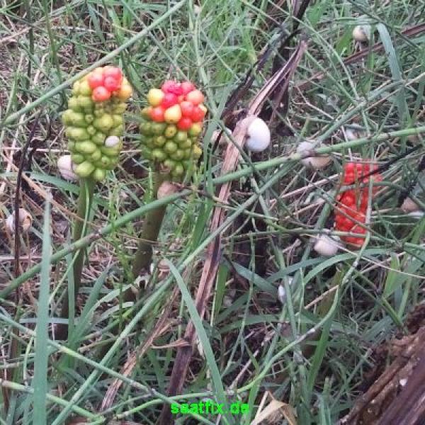 Arum Aronstab italicum 2