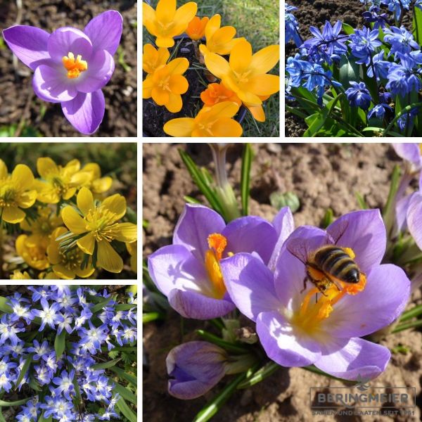 Augen- und Bienenweide