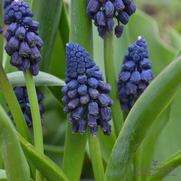 Bellevalia pycnantha - Muscari paradoxum