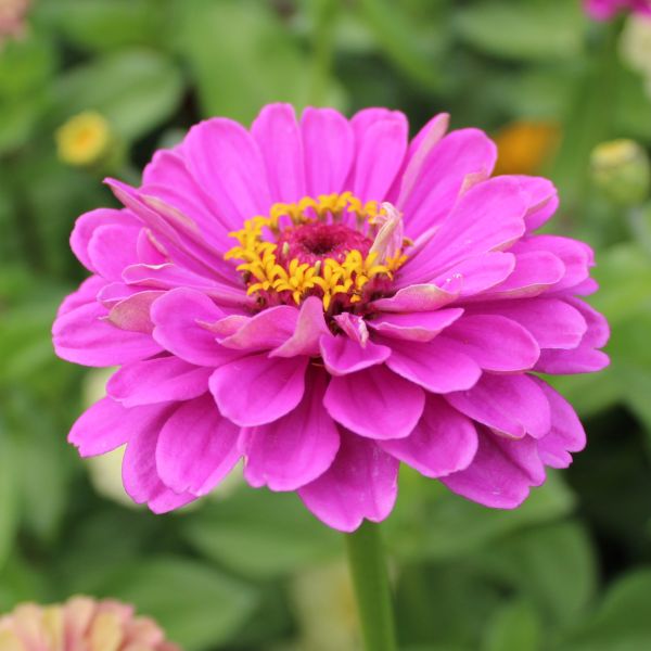 Zinnien Benarys Riesen Bright Pink