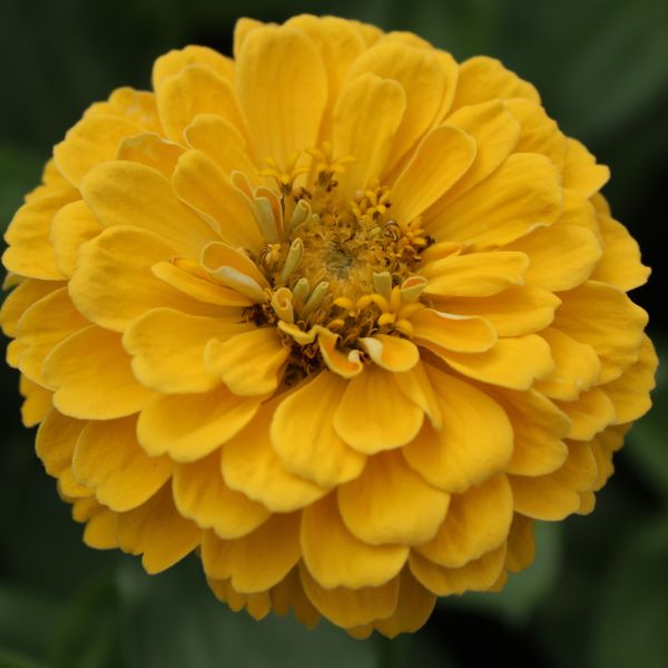 Zinnien Benarys Riesen Gelb