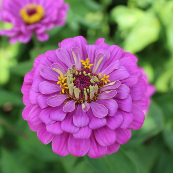 Zinnien Benarys Riesen Lilac