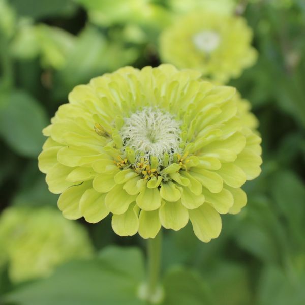 Zinnien Benarys Giant Lime