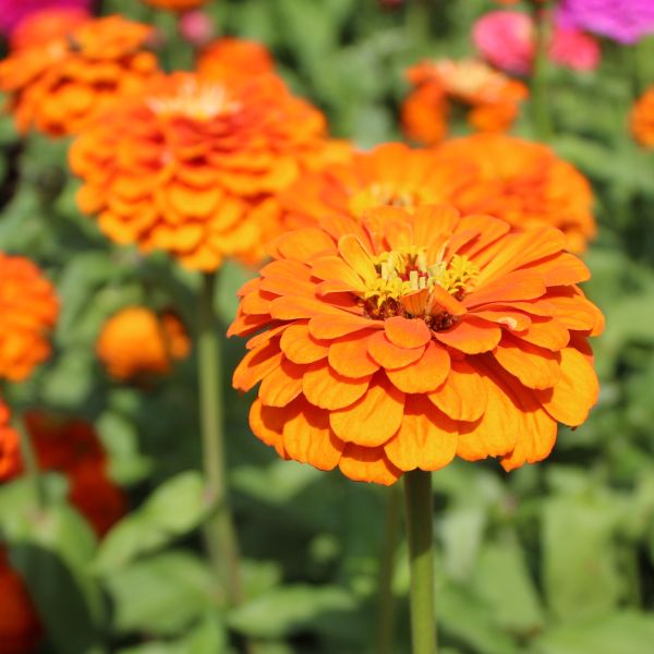 Zinnien Benarys Orange