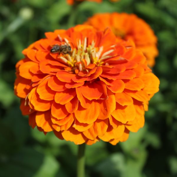 Zinnien Benarys Giant Orange
