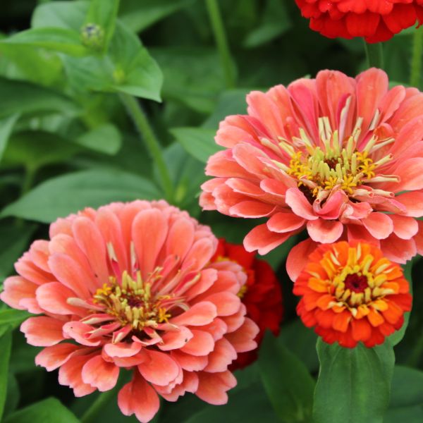 Zinnien Benarys Giant Salmon Rose