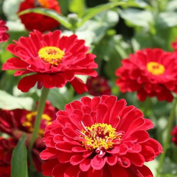 Zinnien Benarys Riesen Scarlet