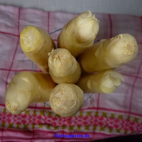 Spargel Eposs - Bleichspargel