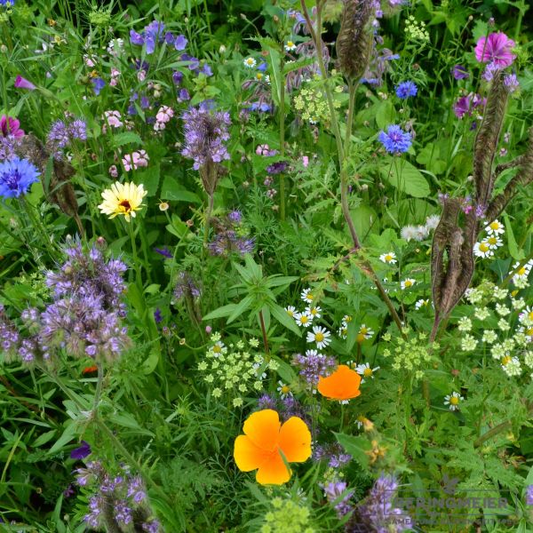 Blühmischung LaFleur Extreme - Die schattenverträgliche Blumenwiese