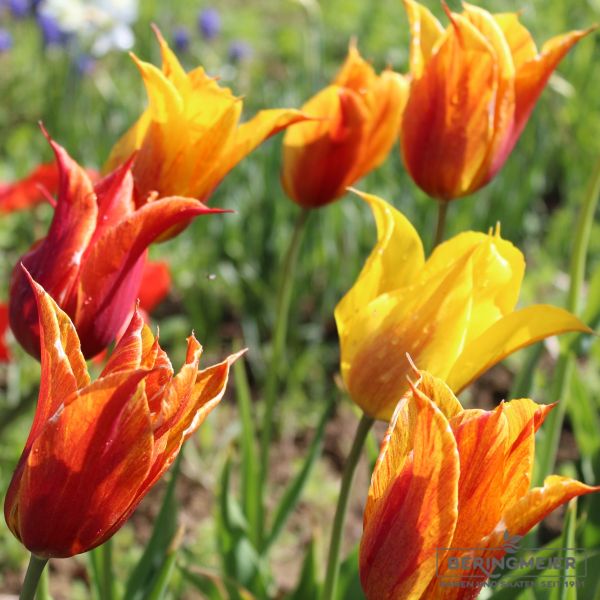 Tulpen Mischung Mixed Elegance 1