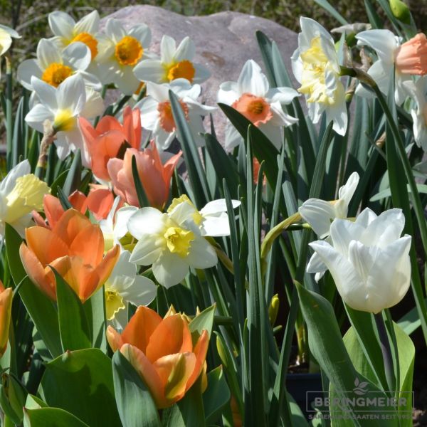 Blumenzwiebel Mischung Mixed Sunshine