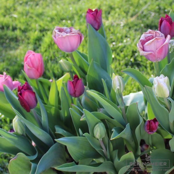 Blumenzwiebel Mischung Mixed Tulpentraum