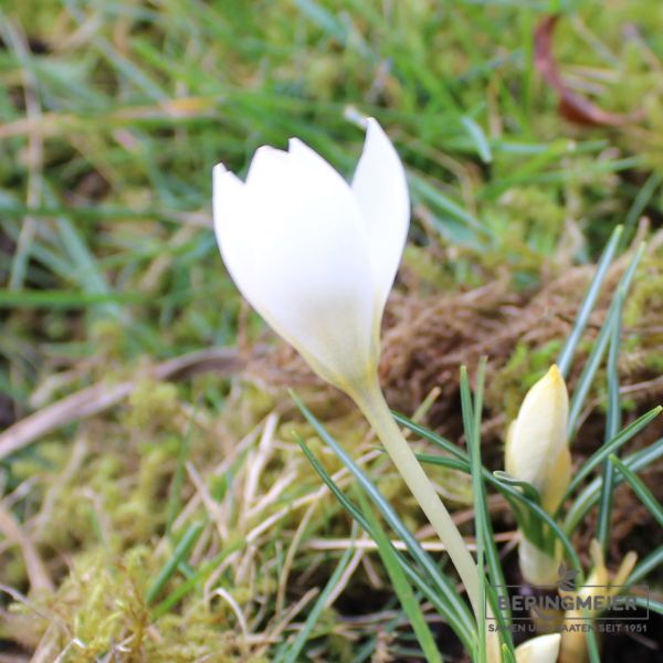 Crocus Botanische biflorus Miss Vain Persischer Krokus 3