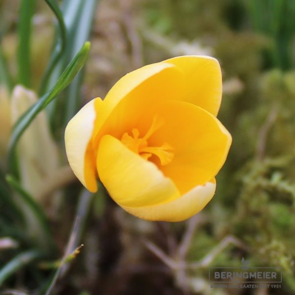Crocus Botanische chrysanthus Romance